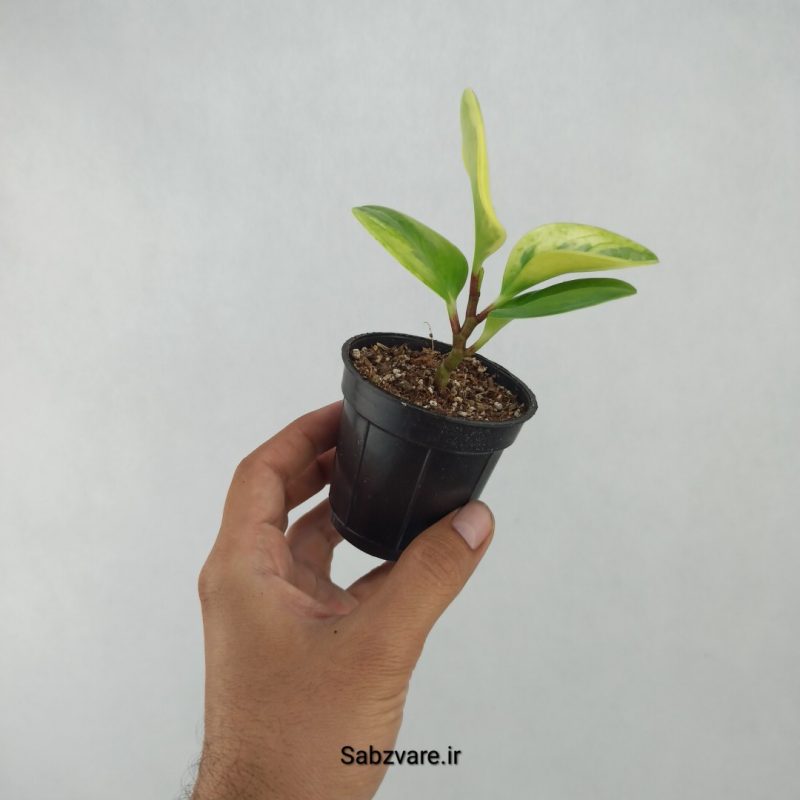 برگ قاشقی ابلق (L21181)