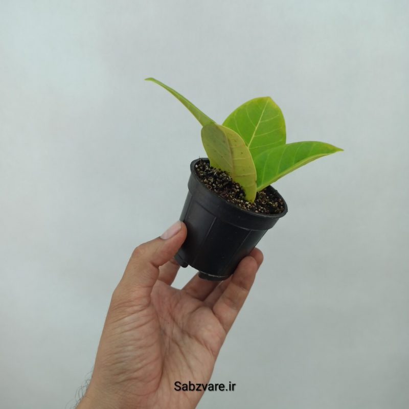 فیکوس آلتیسیما (N21210)