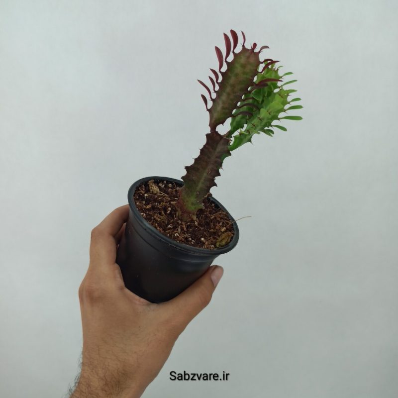 افوربیا تریگونا سبز قرمز (N21218)