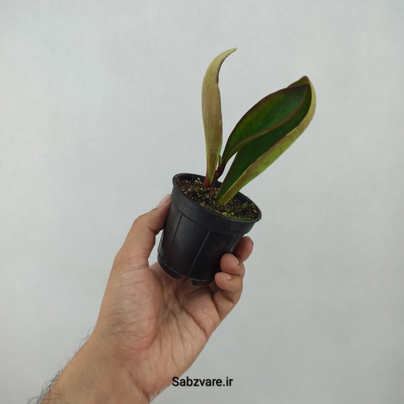 برگ قاشقی بلک (N21224)
