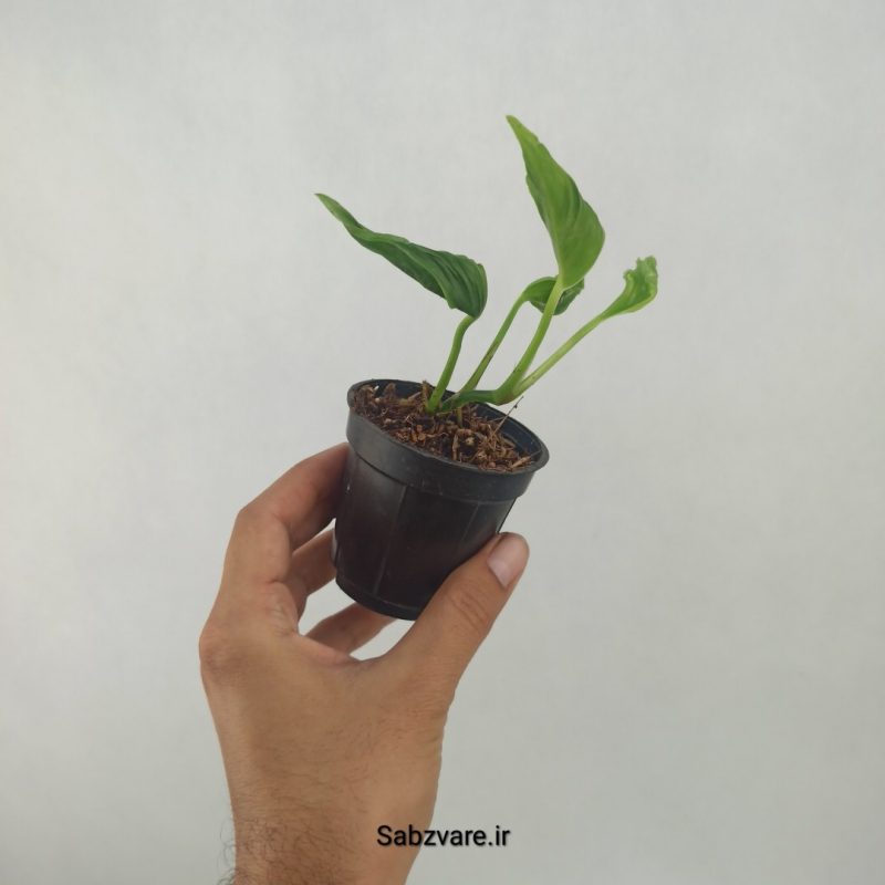 پتوس شانگریلا (Q21270)