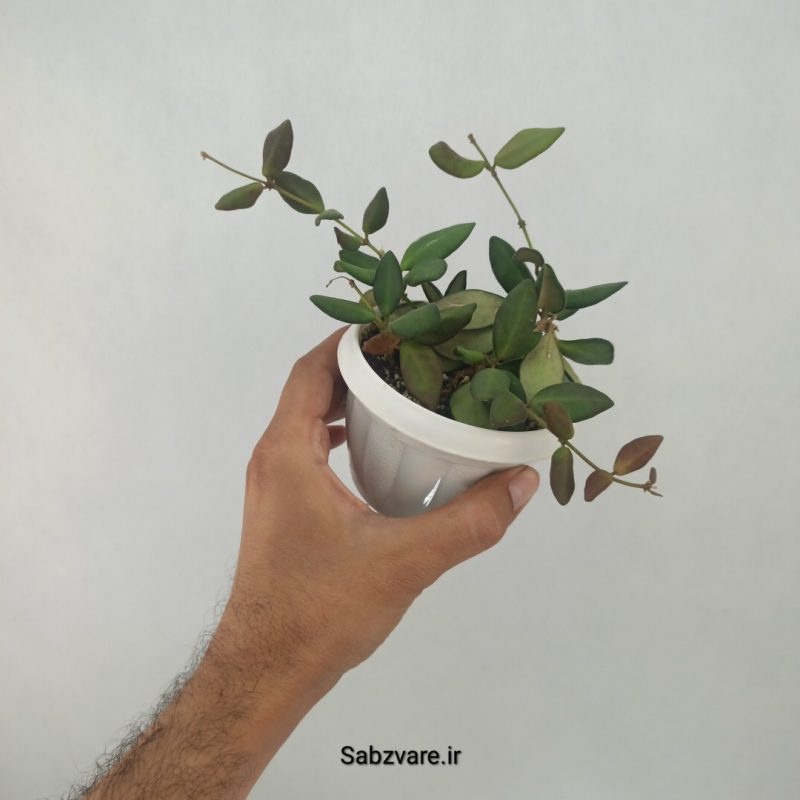 هویا تسانگی (Q21271)