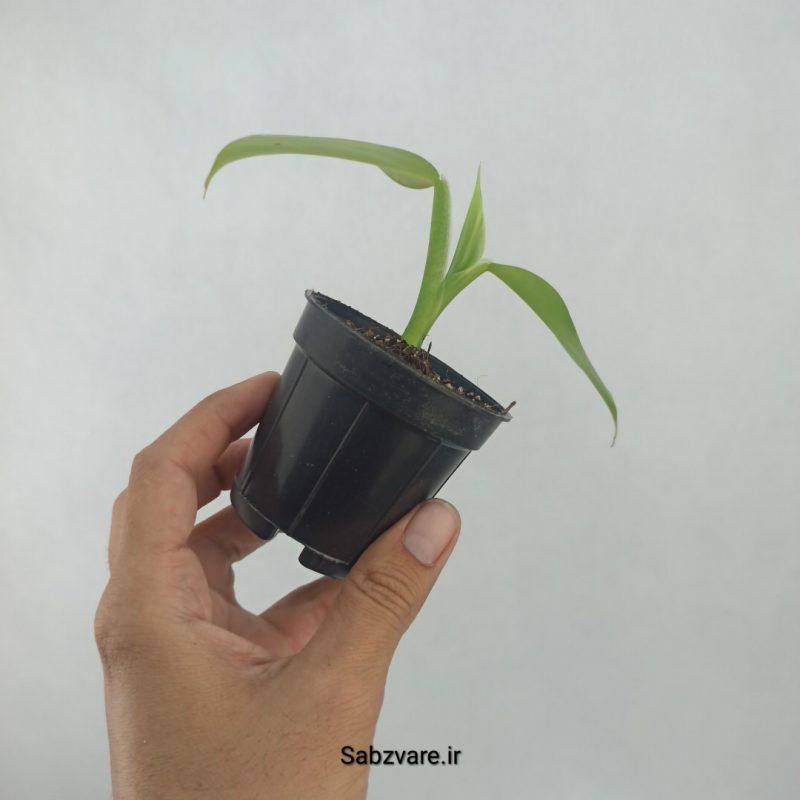 فیلودندرون سیلور (Q21279)