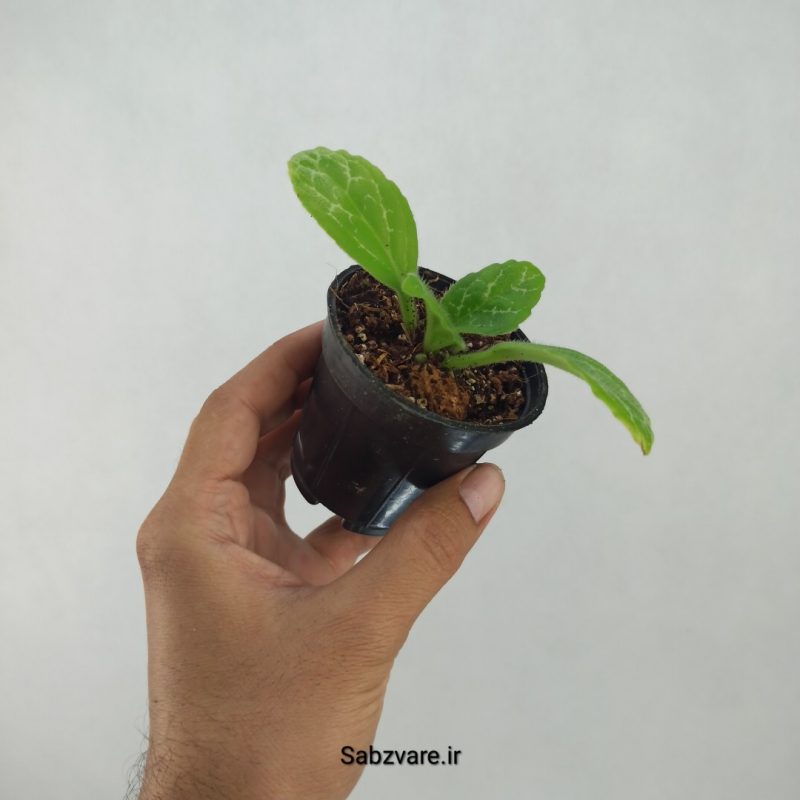 پریمولینا دستینی (R21291)