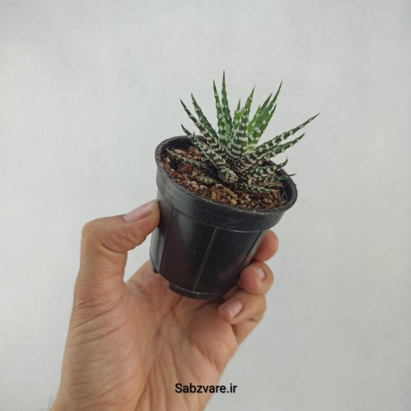 هاورتیا آلبینو (R21297)