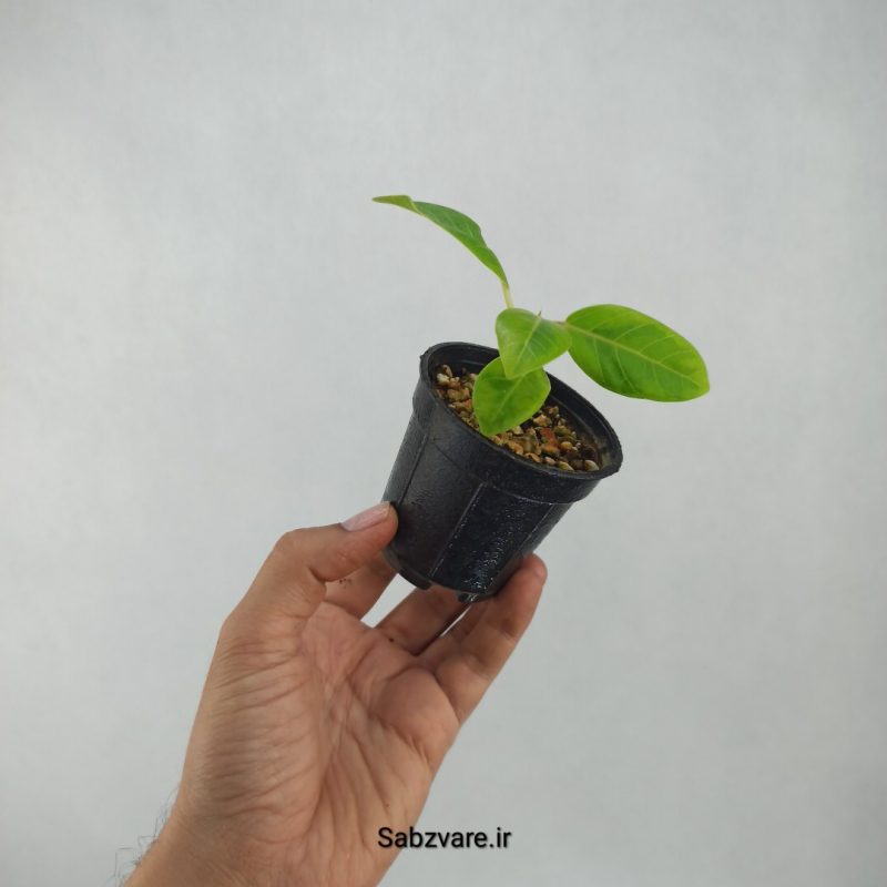 فیکوس آلتیسیما (R21307)