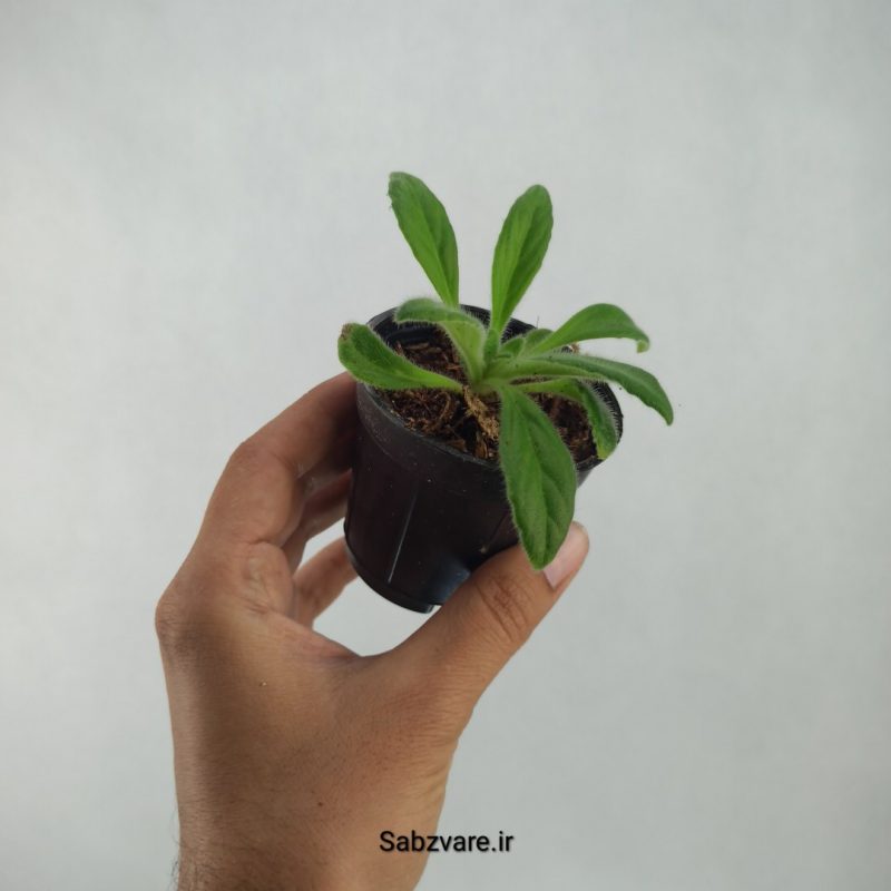 پریمولینا چیریتا (R21309)