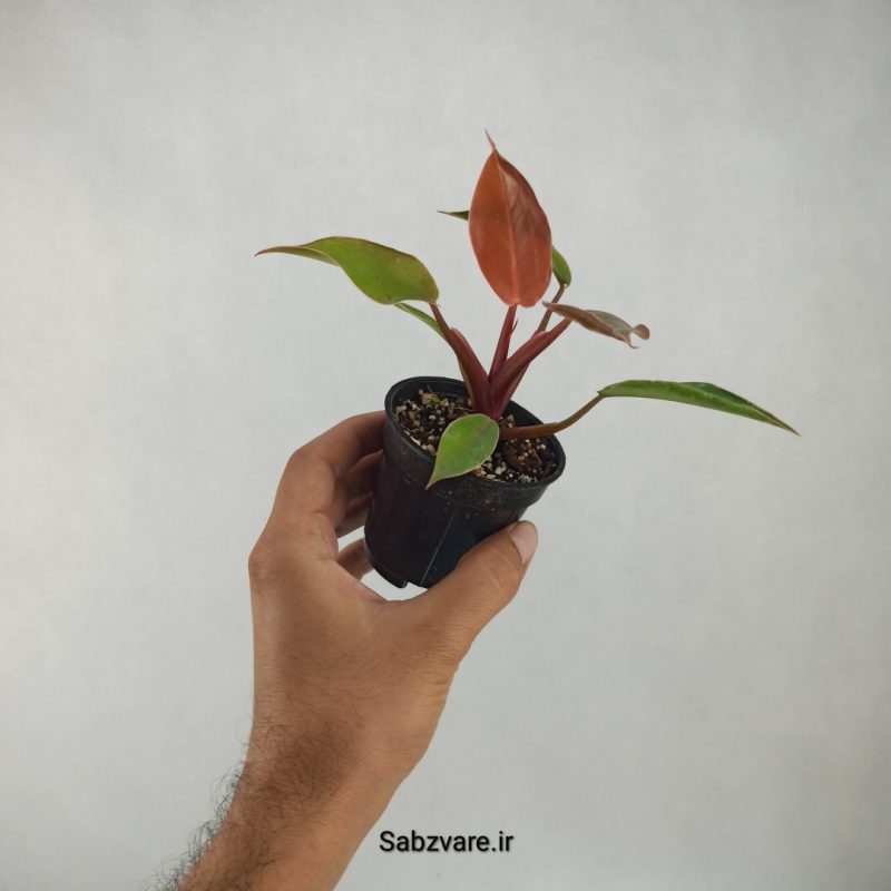 فیلودندرون سان رد (S21327)
