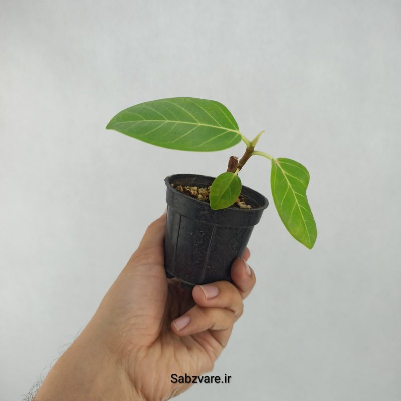 فیکوس آلتیسیما (S21329)