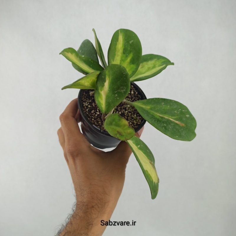 هویا آبواتا ابلق (T21345)
