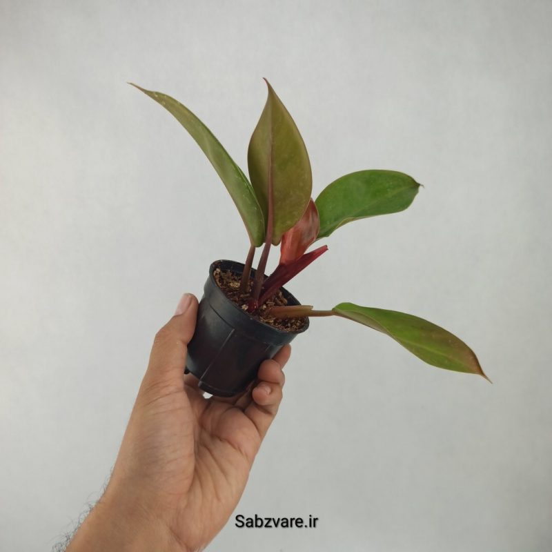 فیلودندرون سان رد (T21347)