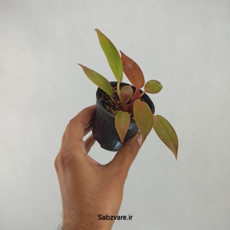 فیلودندرون پرتقالی (T21351)