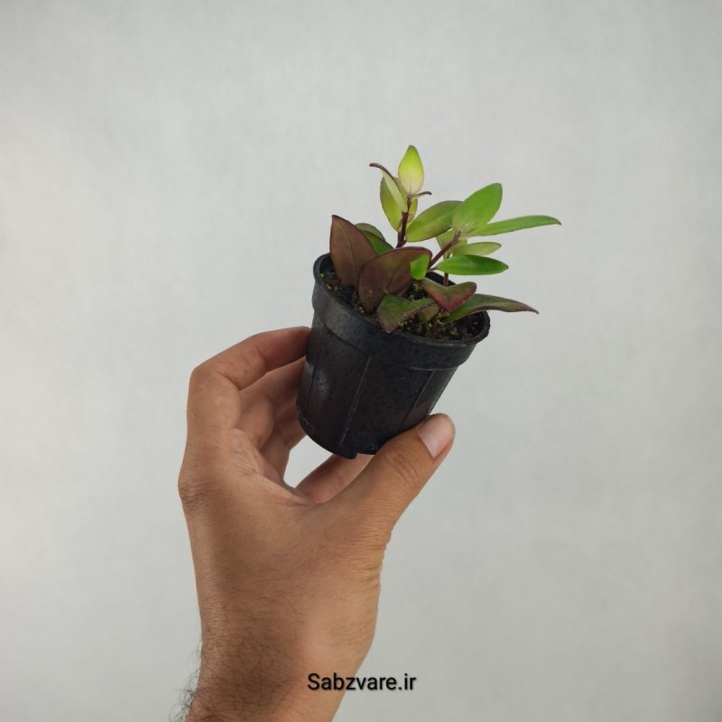 آشیانتوس رژ لبی ابلق (U21354)