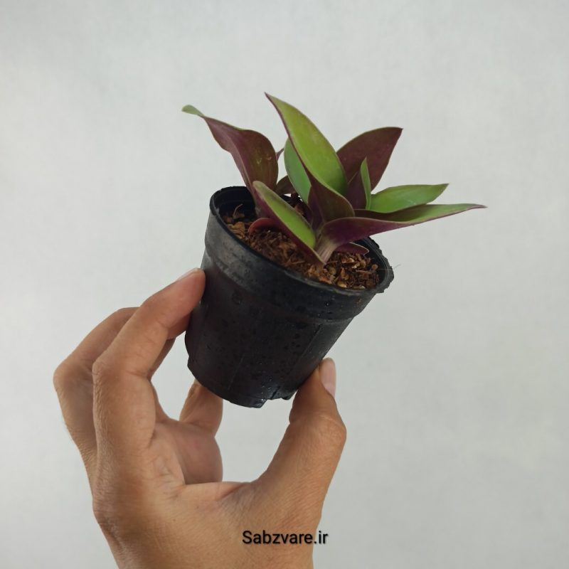 برگ بیدی نانوک سبز (U21357)