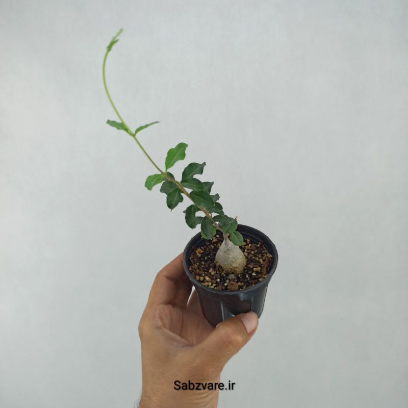 فوکیا (U21367)