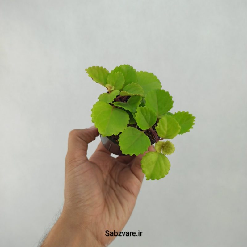 پیچک سوئدی (V21374)