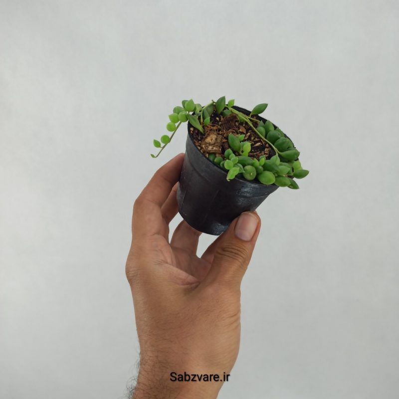 غوره ای (V21382)
