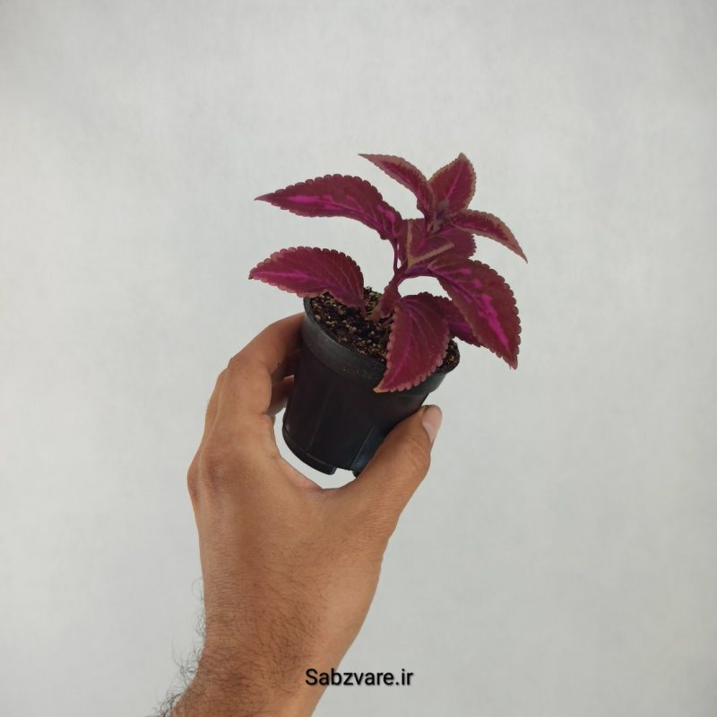 حسن یوسف رز مجیک (W21411)