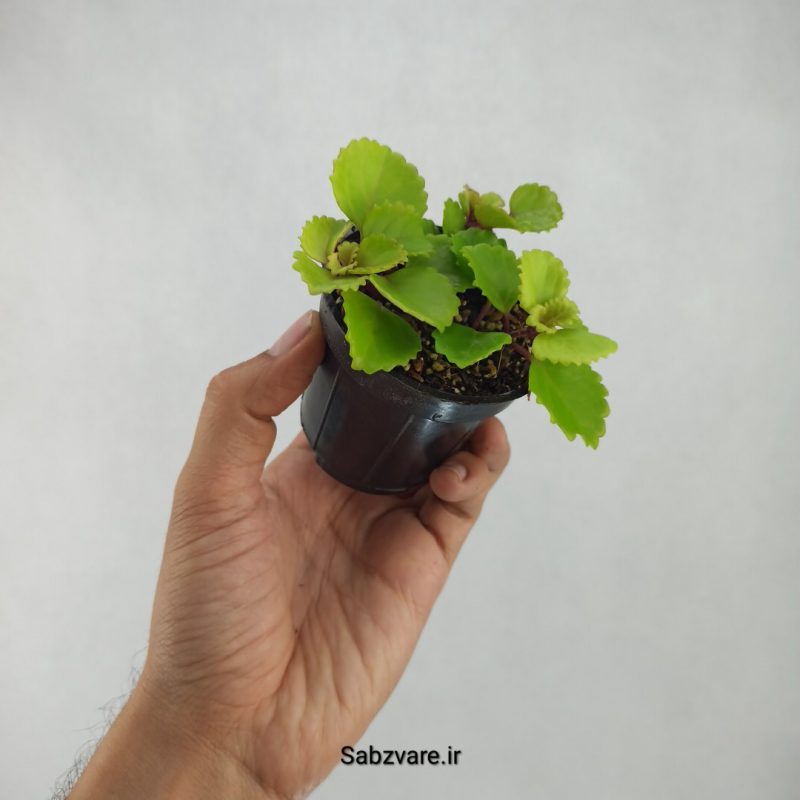پیچک سوئدی (X21416)