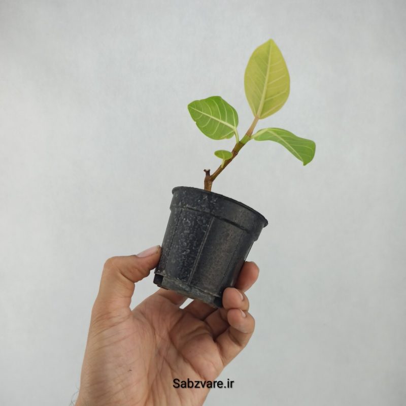 فیکوس آلتیسیما (X21432)