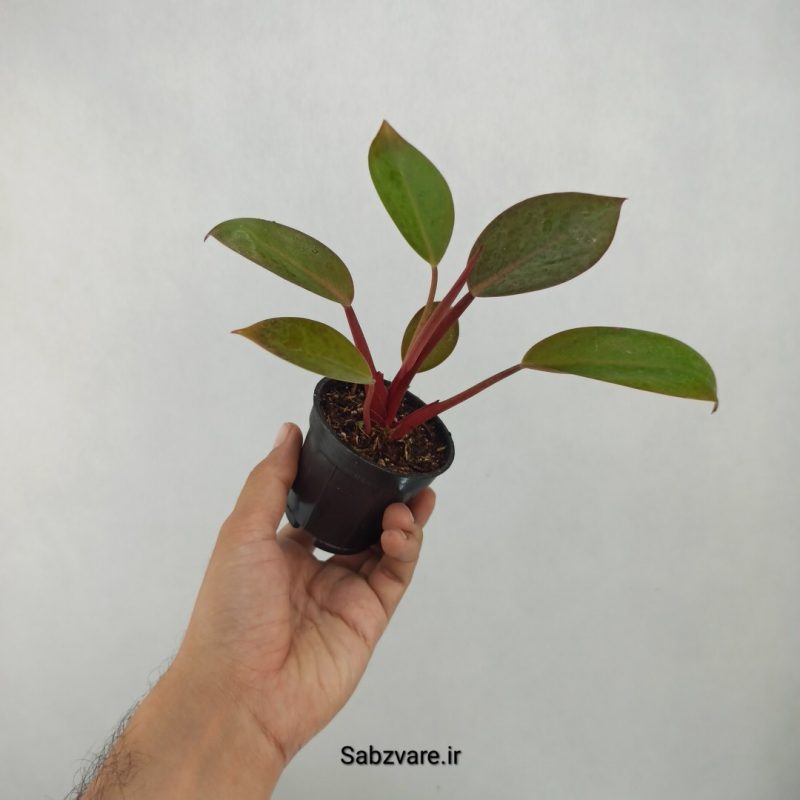 فیلودندرون رد بیوتی (Y21455)