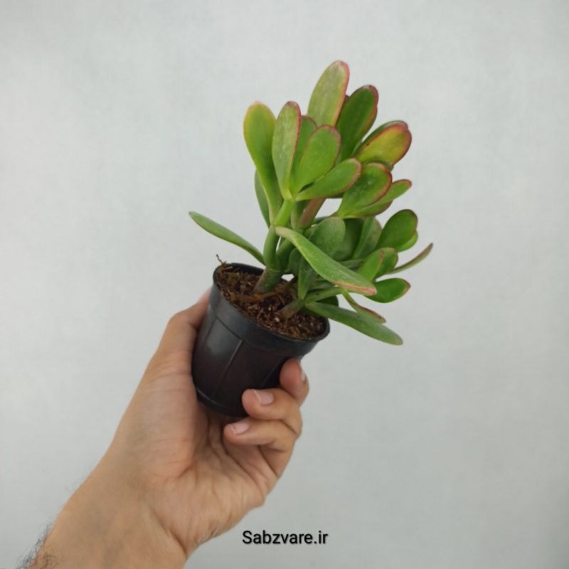 کراسولا یشم (Z21458)