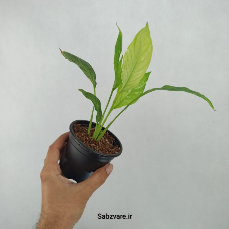 اسپاتی فیلوم ابلق چروک (Z21466)