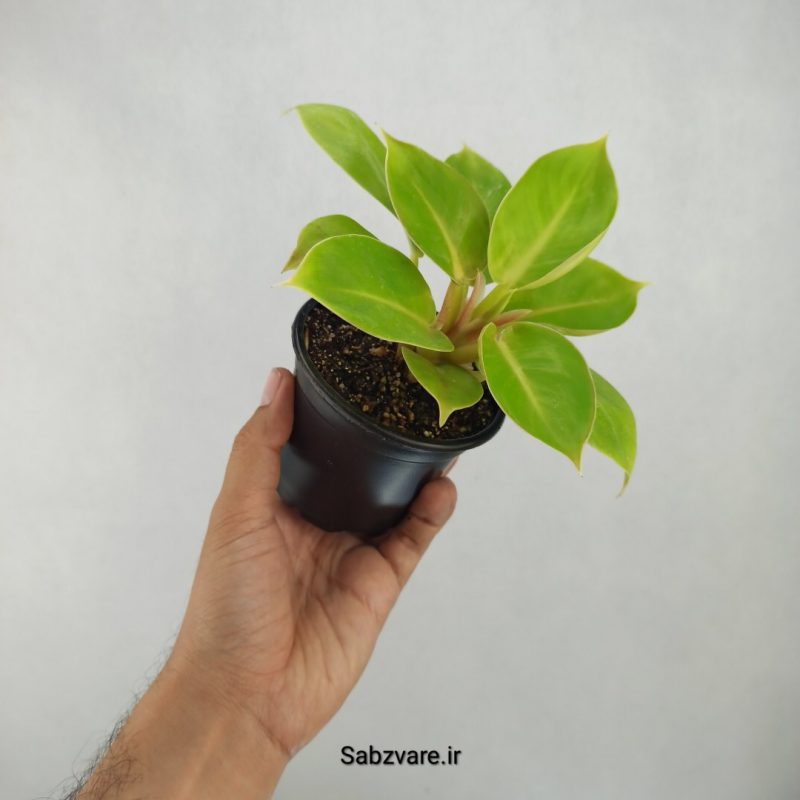 فیلودندرون لیمویی (A21480)