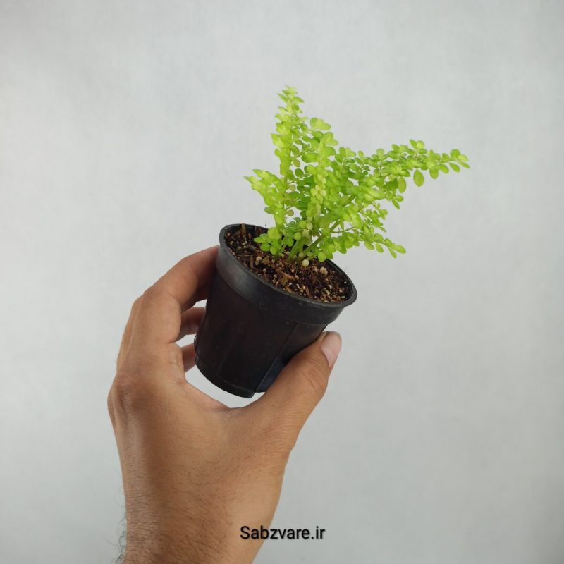 پیله آ میکروفیلا (A21492)