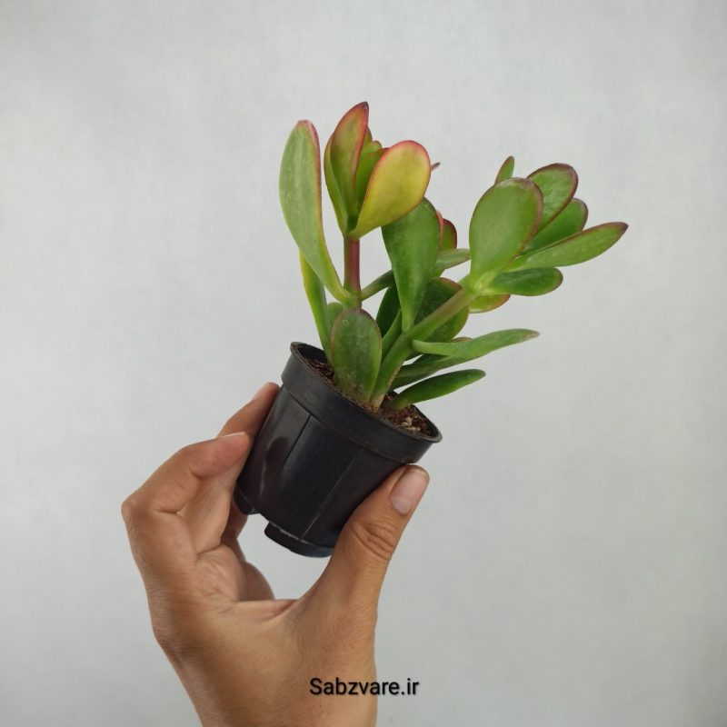 کراسولا یشم (B21500)