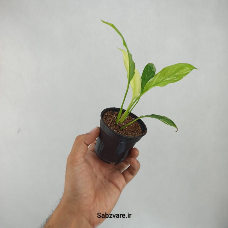 اسپاتی فیلوم ابلق چروک (B21506)