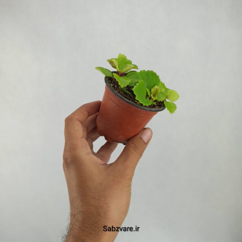 پیچک سوئدی (B21508)