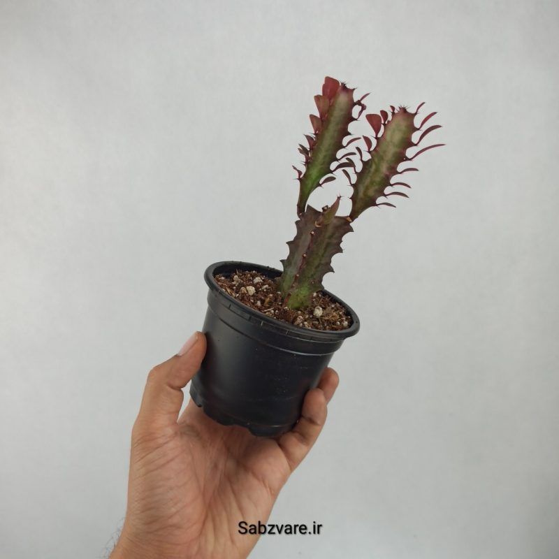 افوربیا تریگونا قرمز (B21512)