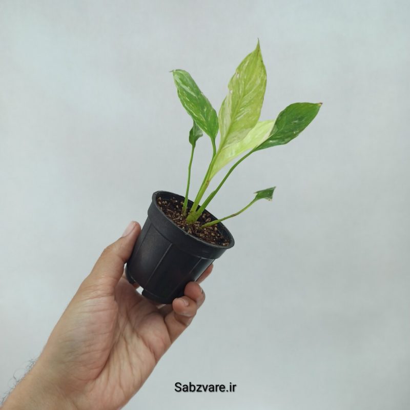 اسپاتی فیلوم ابلق چروک (C21535)