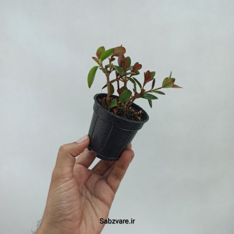 نماتانتوس یا گلدفیش (C21539)