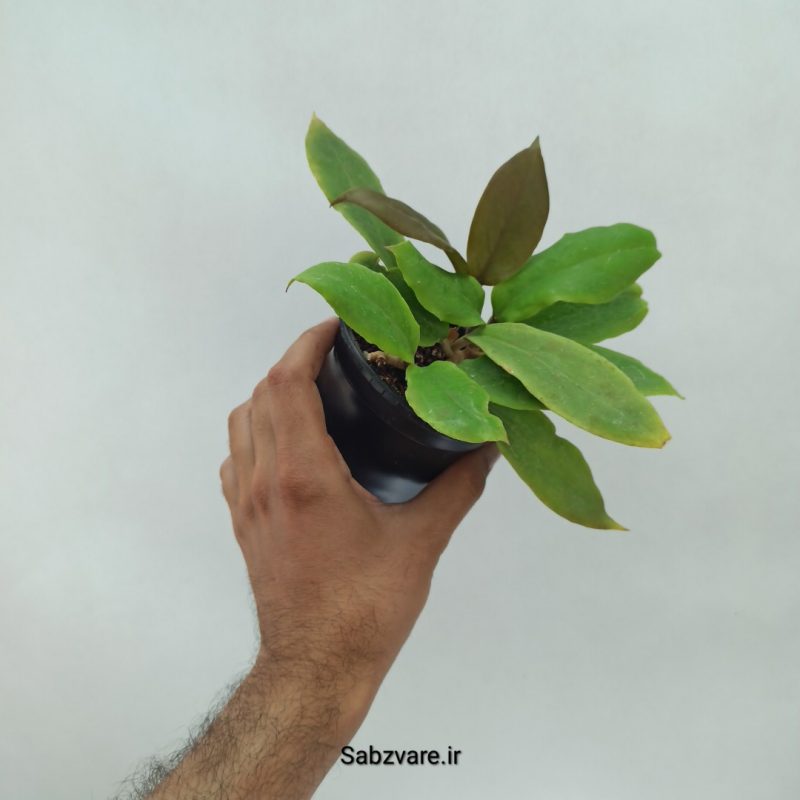 هویا بیکالر (D21543)