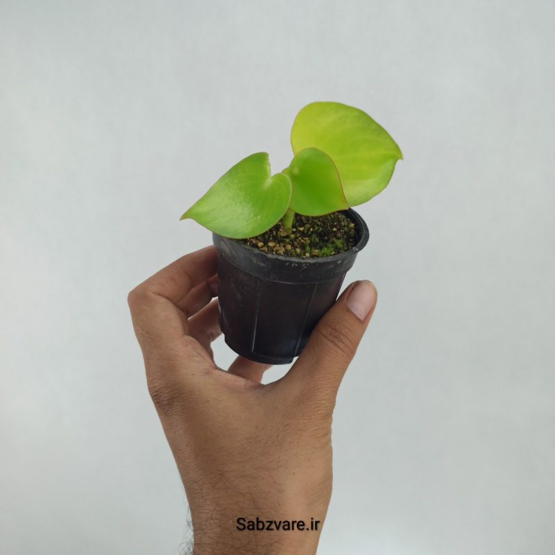 پپرومیا قطره باران (D21557)