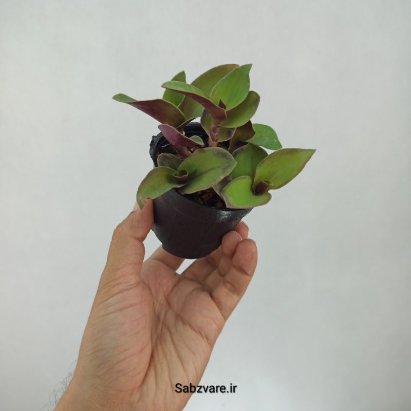 برگ بیدی نانوک سبز (E21569)