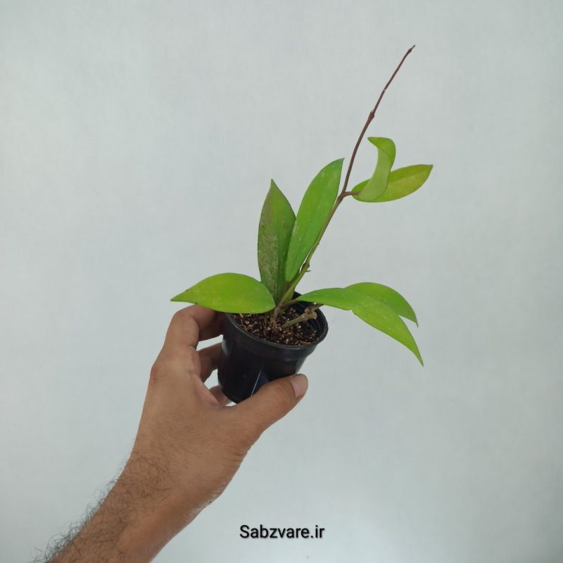 هویا پابیکالیکس (E21572)