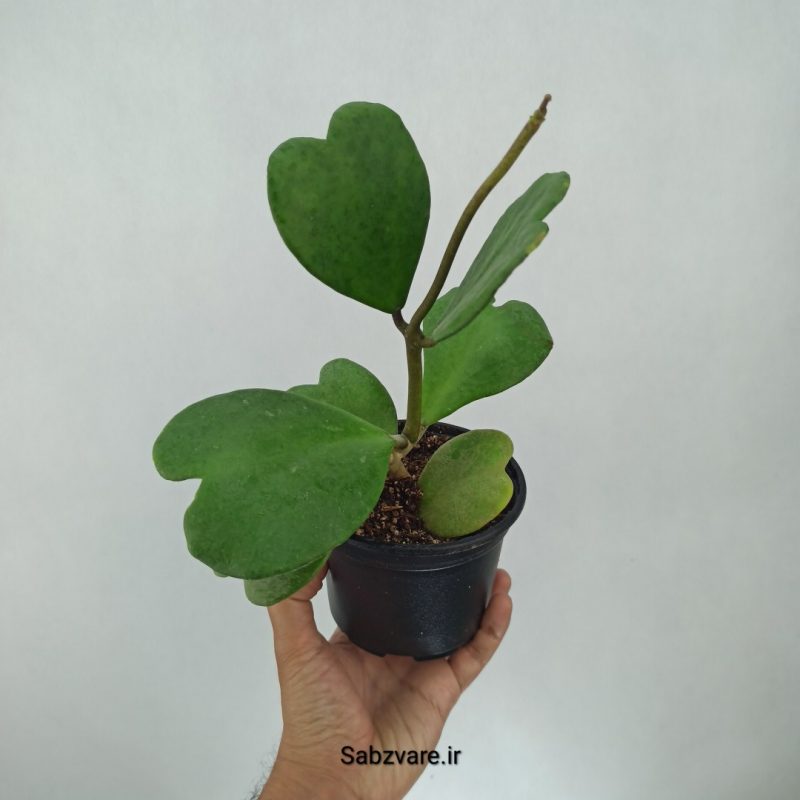 هویا کری سبز (E21576)