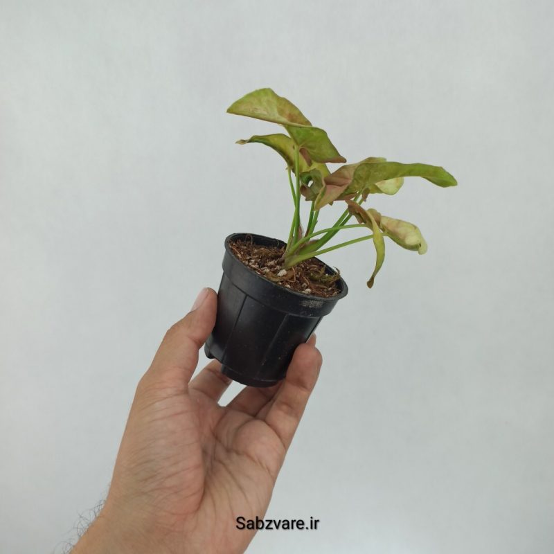 سینگونیوم صورتی (E21579)