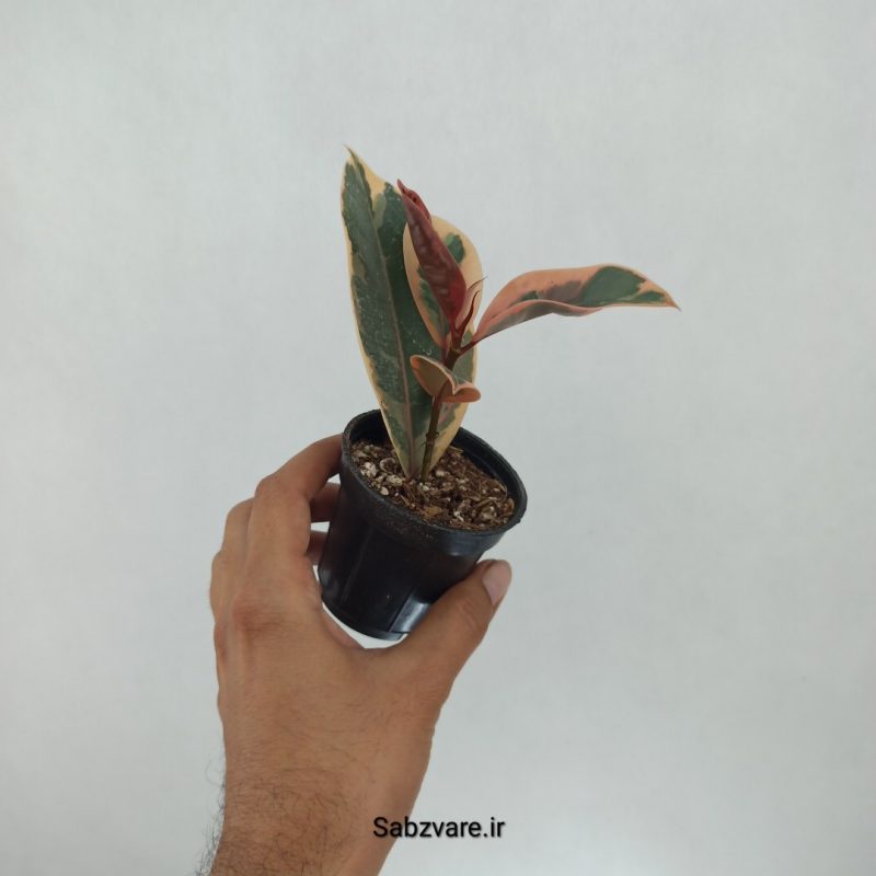 فیکوس شرابی (E21583)