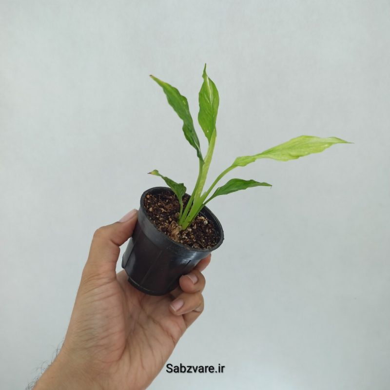 اسپاتی فیلوم ابلق چروک (F21584)