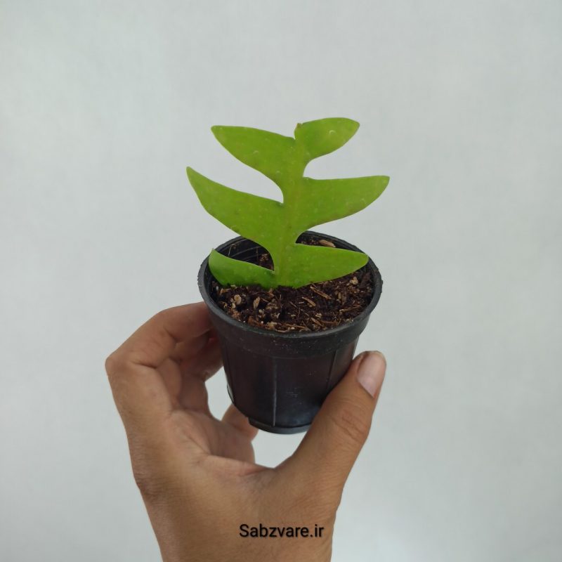 اپیفیلوم برگ سرخسی (F21595)
