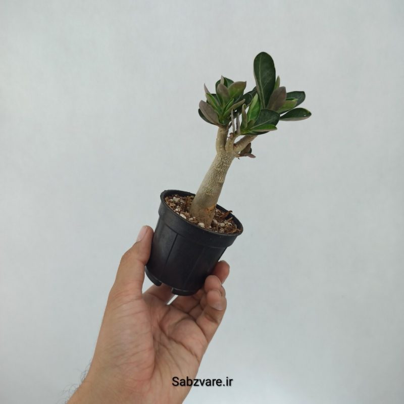 آدنیوم چند شاخه (F21601)