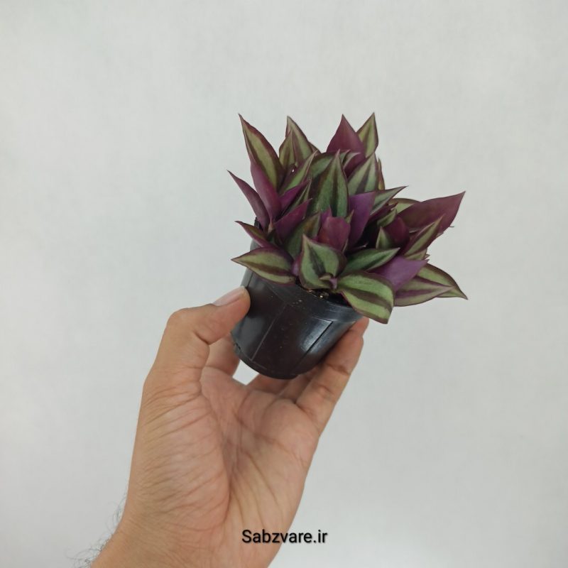 برگ بیدی زبرینا (F21604)