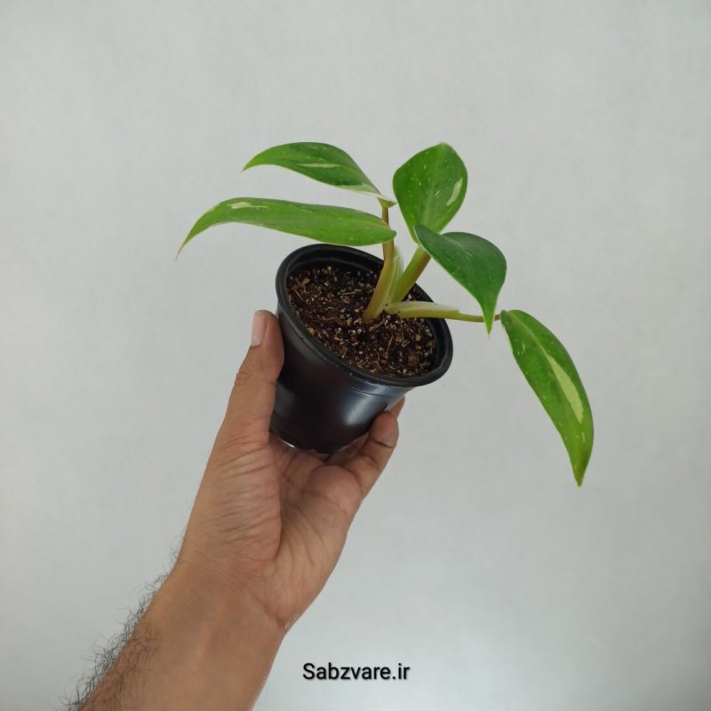 فیلودندرون وایت پرنسس (G21606)