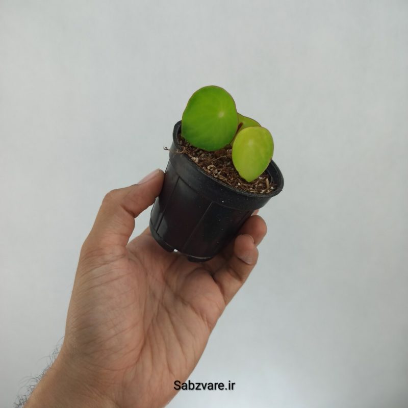 پپرومیا قطره باران (G21613)