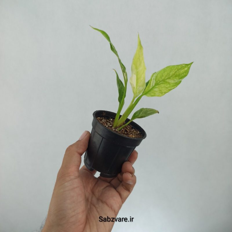 اسپاتی فیلوم ابلق چروک (G21614)