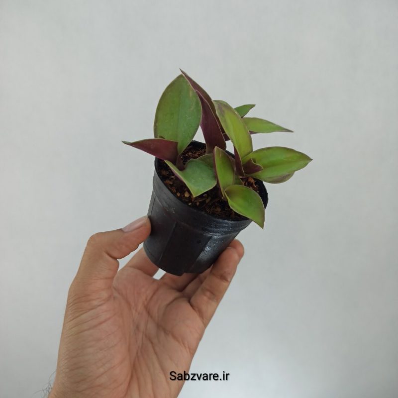 برگ بیدی نانوک سبز (G21618)
